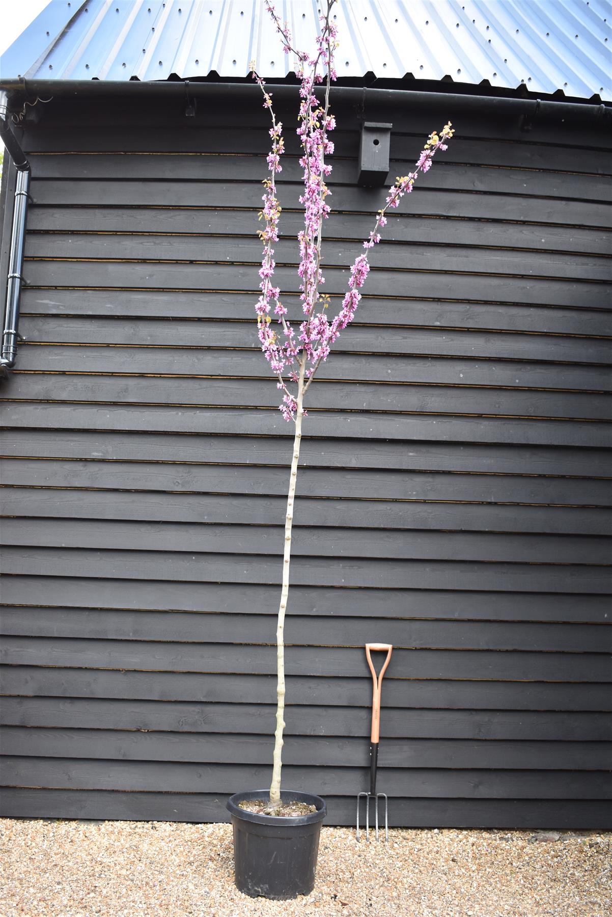 Judas tree | Cercis siliquastrum - Girth 8-10cm - 400-440cm - Clear Stem - 45lt