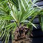 Windmill palm | Trachycarpus fortunei - Stem 170-180cm - Height 240-260cm - 90lt