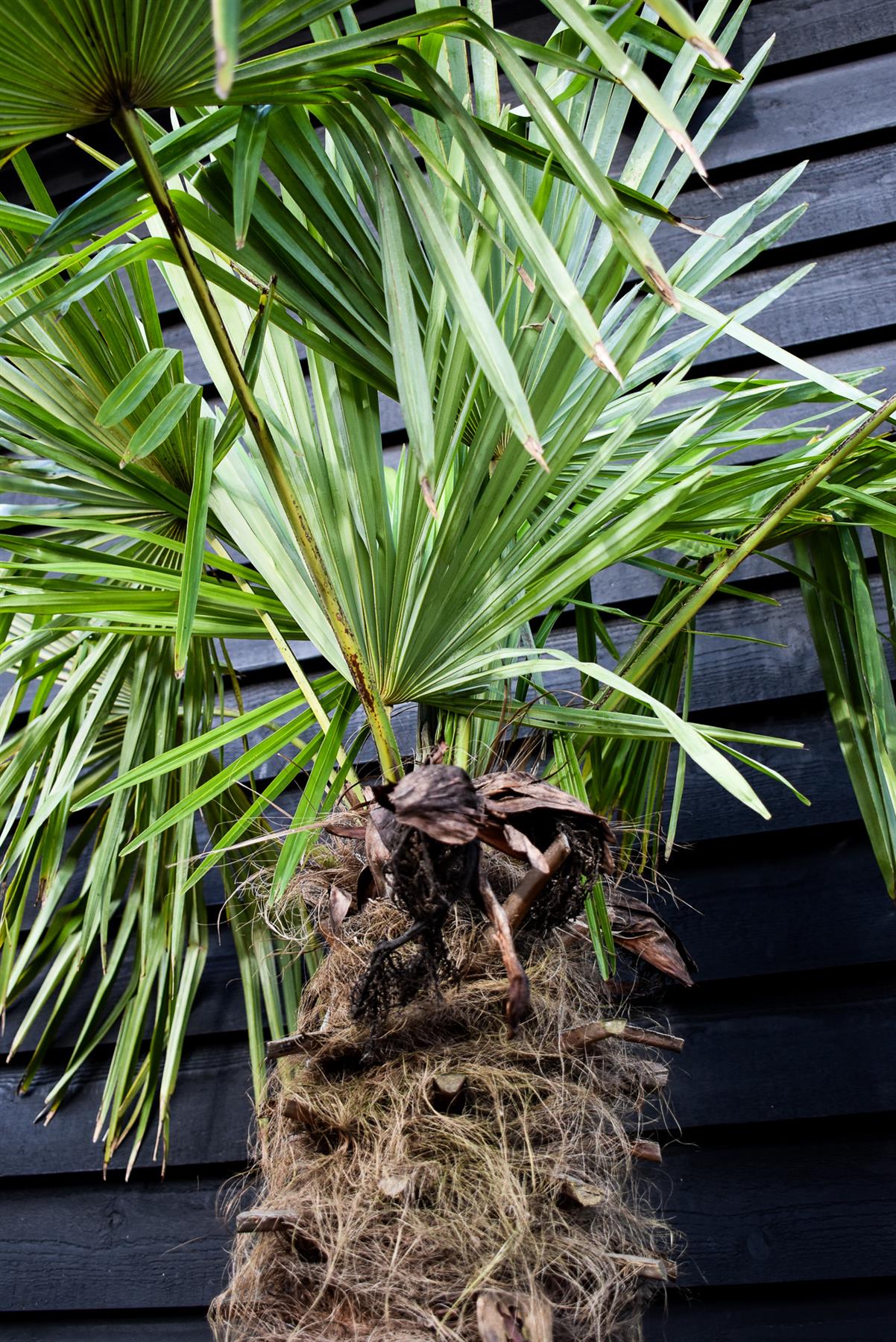 Windmill palm | Trachycarpus fortunei - Stem 170-180cm - Height 240-260cm - 90lt