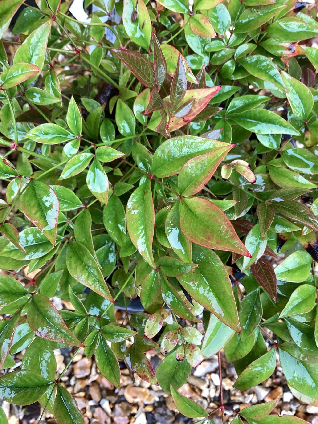 Nandina domestica | Heavenly Bamboo - 20-40cm, 5lt