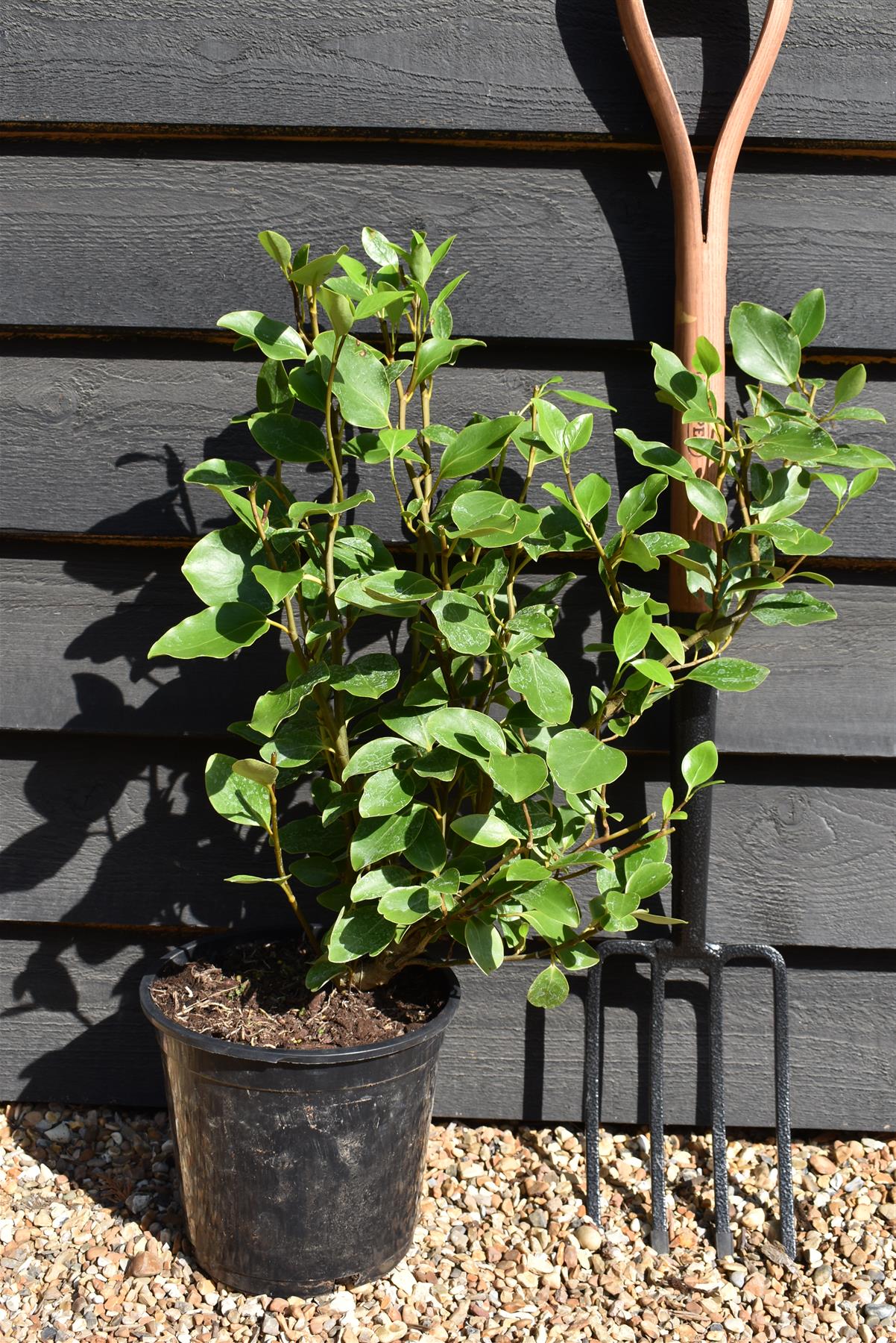 Griselinia littoralis - Shrub -  60-90cm - 5lt