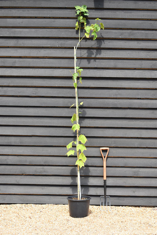 Acer pensylvanicum' | Moosewood Maple - 210-230cm - 20lt