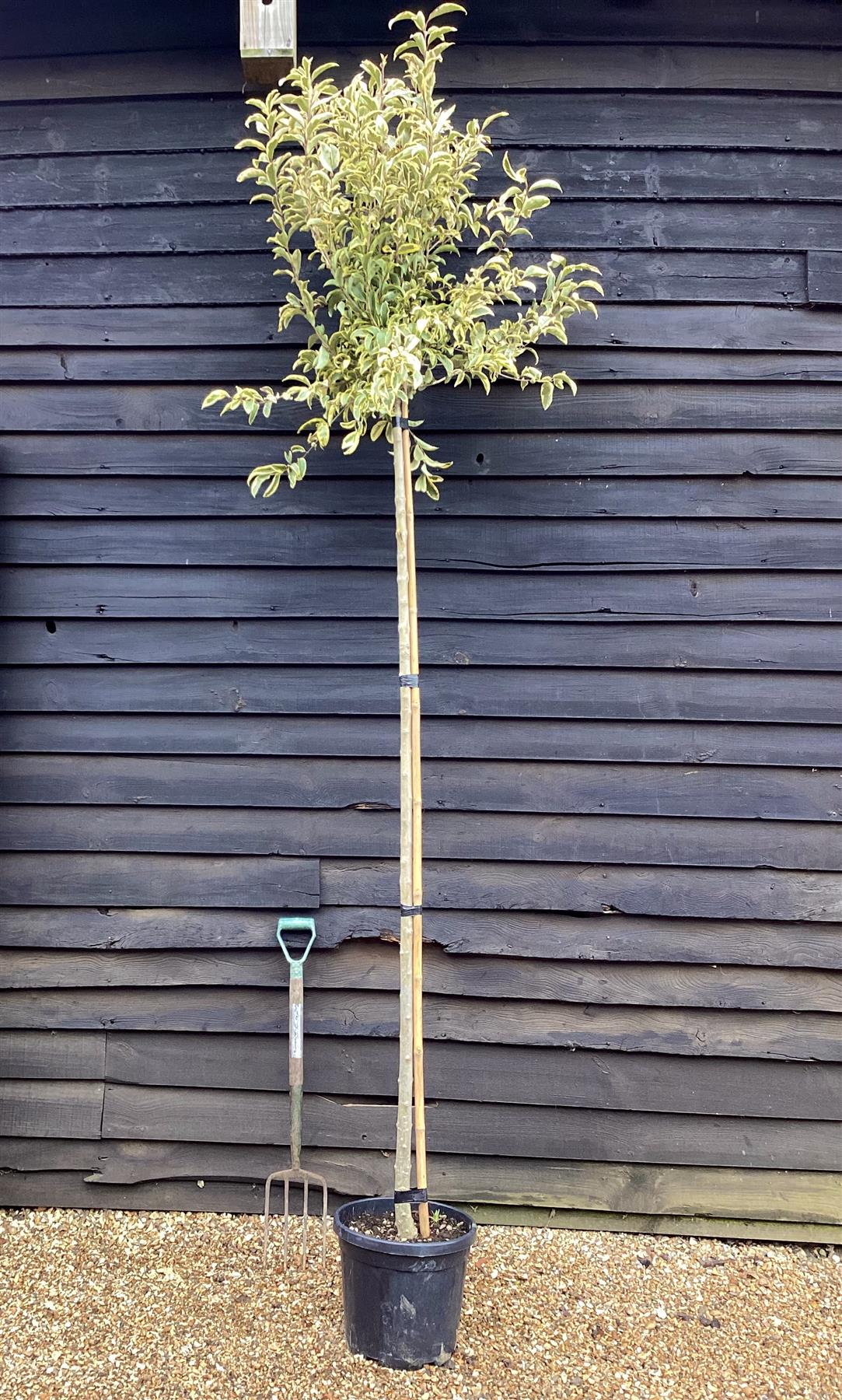 Ligustrum ovalifolium 'Aureum' | Golden Privet Standard, Clear Stem - 300-350cm - 25lt