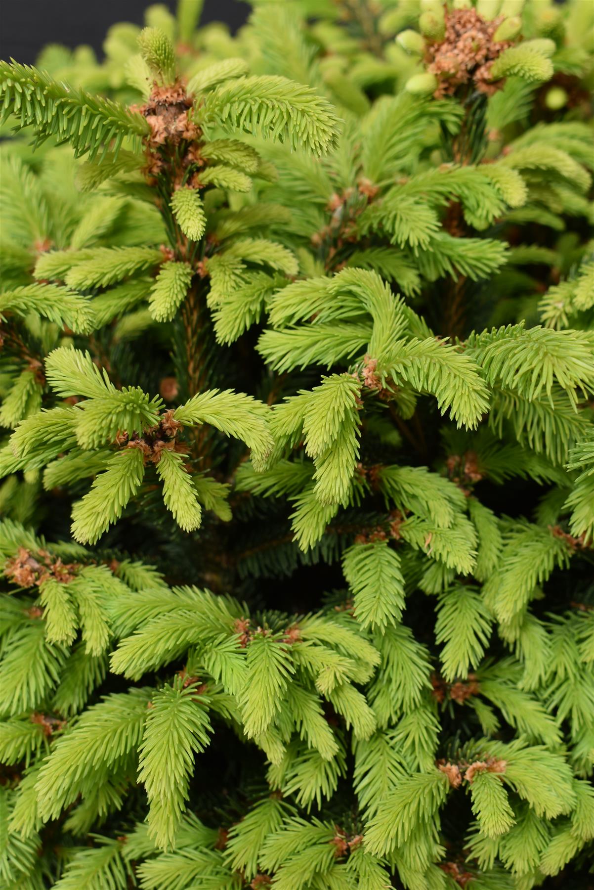 Picea abies Pygmaea | Dwarf Norway spruce - Height 80cm - Width 50-60cm - 35lt