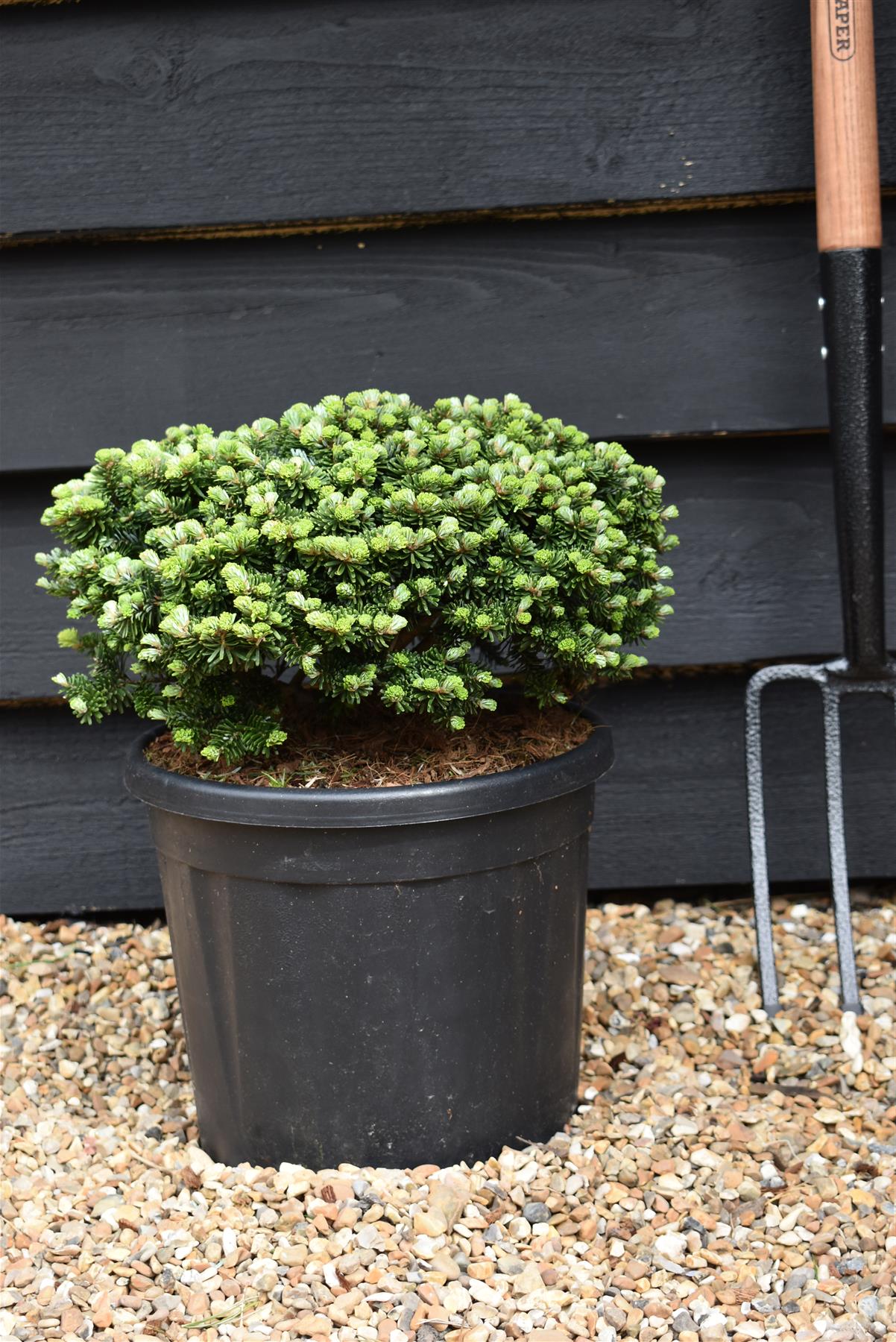 Abies koreana 'Brilliant' | Korean fir 'Brilliant' - Height 20-25cm - Width 30-35cm - 11lt