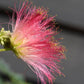 Albizia julibrissin Omberella  | Silk Tree - Height 190-220cm - 12lt