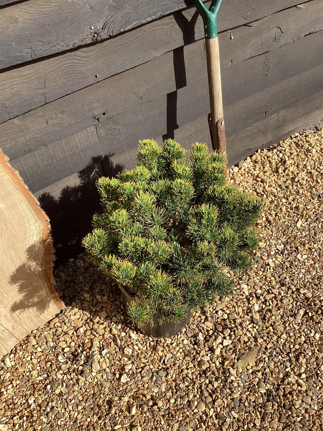 Pinus mugo 'Carsten's Wintergold' - 45-55cm, 10lt