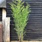 Phyllostachys aureosulcata 'Spectabilis' | Golden Groove bamboo - Height 180-200cm - 10lt