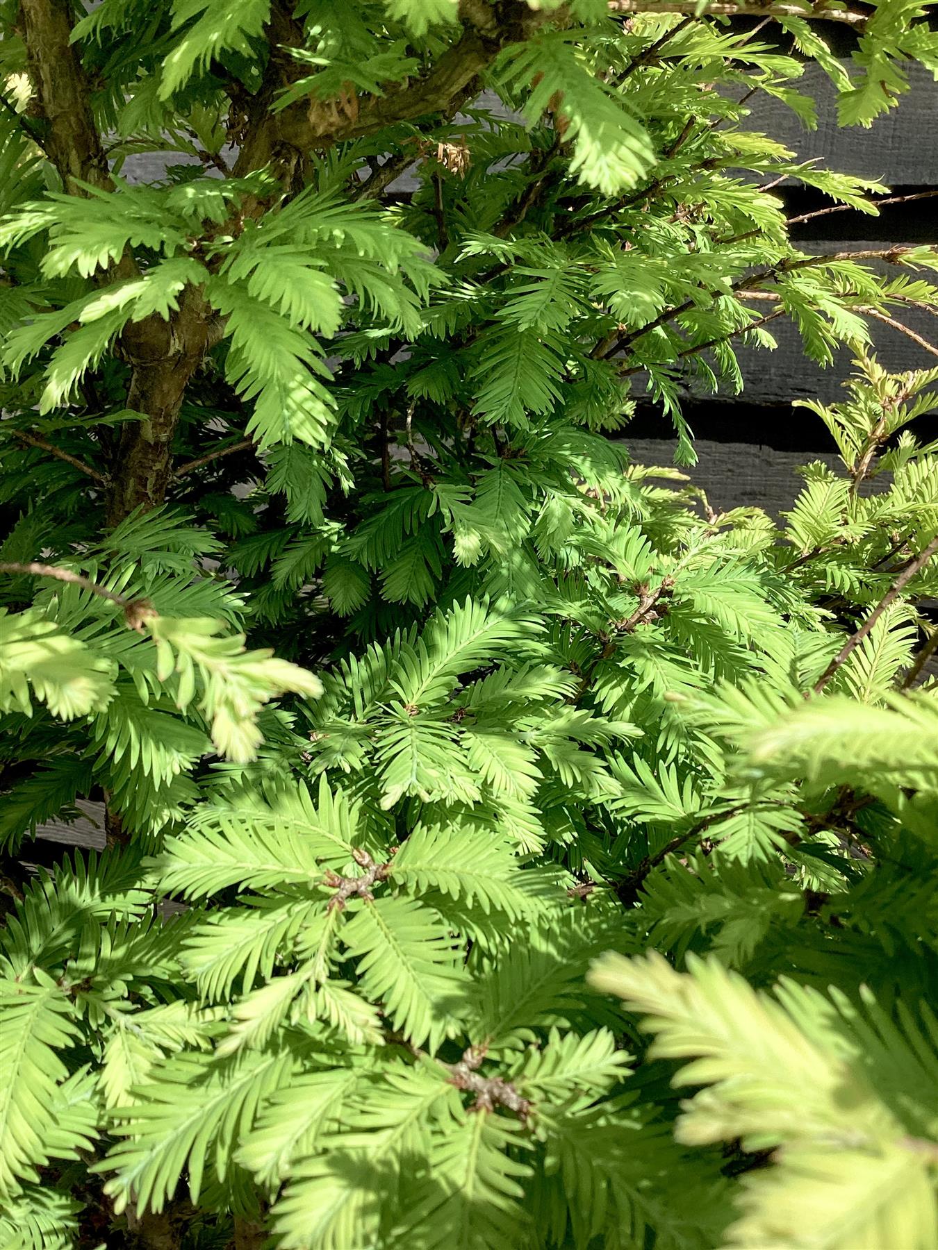 Metasequoia glyptostroboides 'Hamlet's Broom' 1/4 std Clear Stem - 140-165cm, 30lt