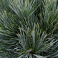 Pinus monticola 'Ammerland' | Western White Pine - Height 100cm - 25lt