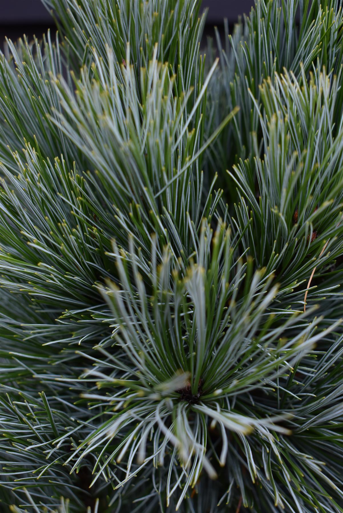 Pinus monticola 'Ammerland' | Western White Pine - Height 100cm - 25lt