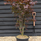 Acer palmatum 'Atropurpureum' | Red Leaf Japanese maple - 150-200cm - 30-35lt