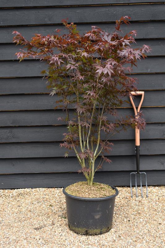 Acer palmatum 'Atropurpureum' | Red Leaf Japanese maple - 150-200cm - 30-35lt