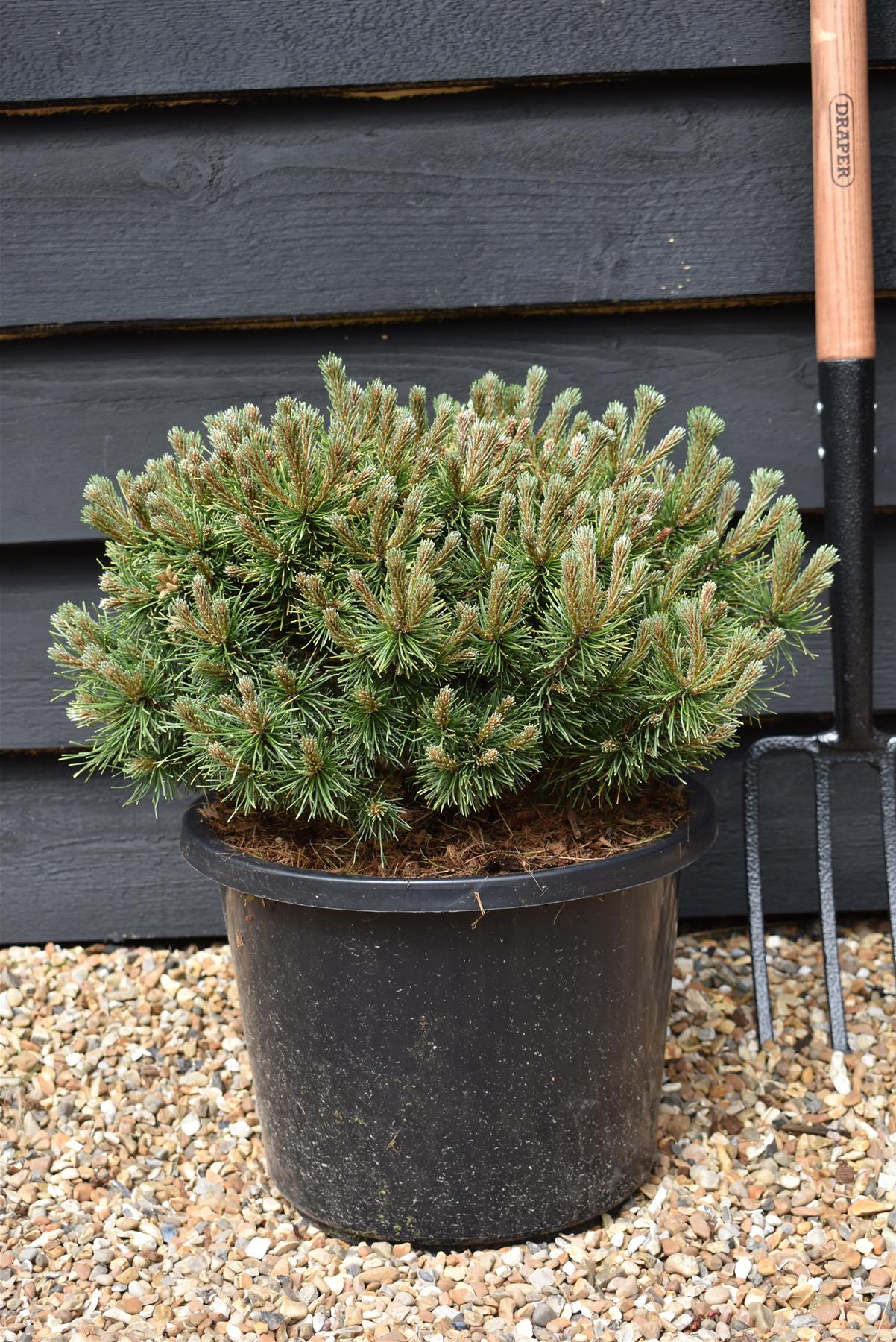 Pinus mugo 'Ophir' | dwarf mountain pine 'Ophir' - Height 55cm Width 30-40cm - 12lt