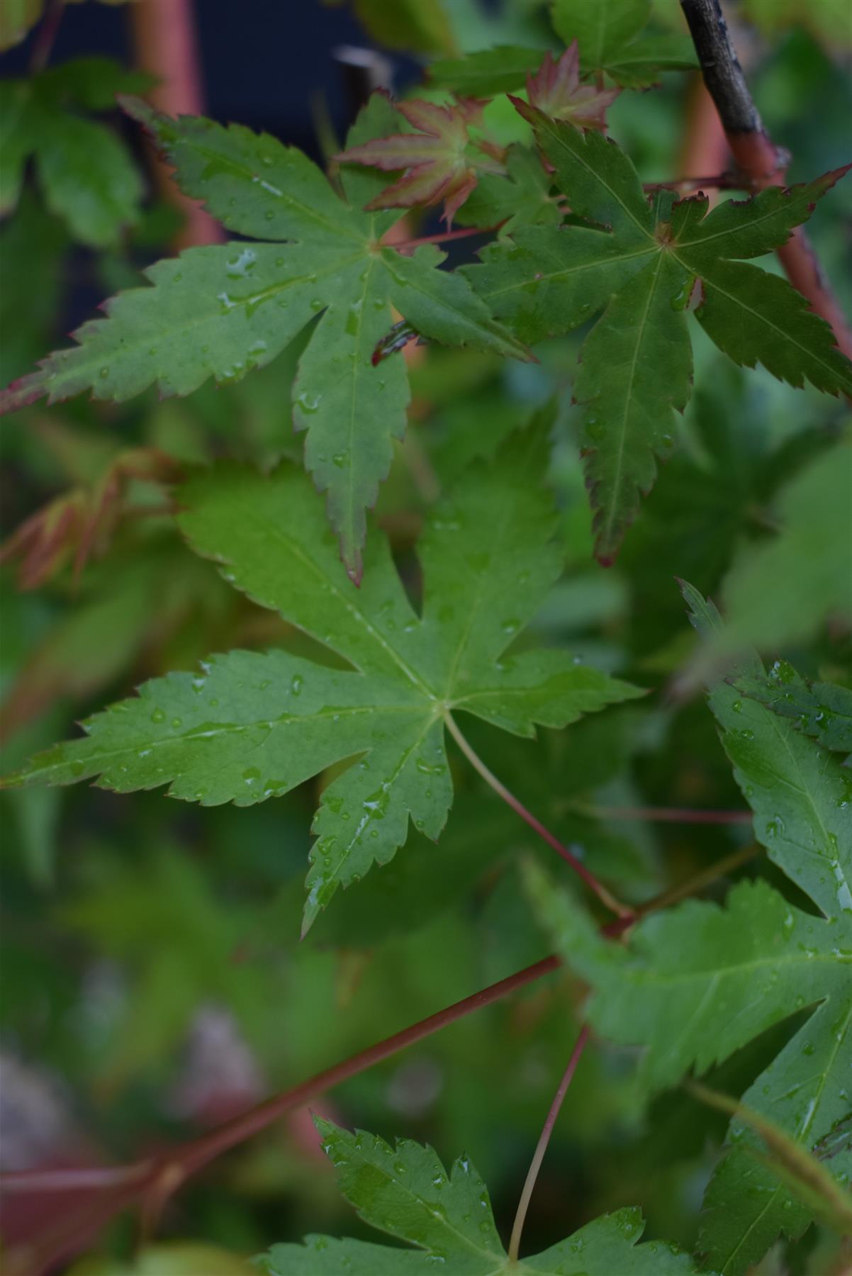 Acer palmatum 'Bi Hoo' | Golden Bark Japanese Maple - 100-140cm - 15lt