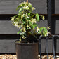 Trachelospermum Jasminoides - 15-25cm - 3lt