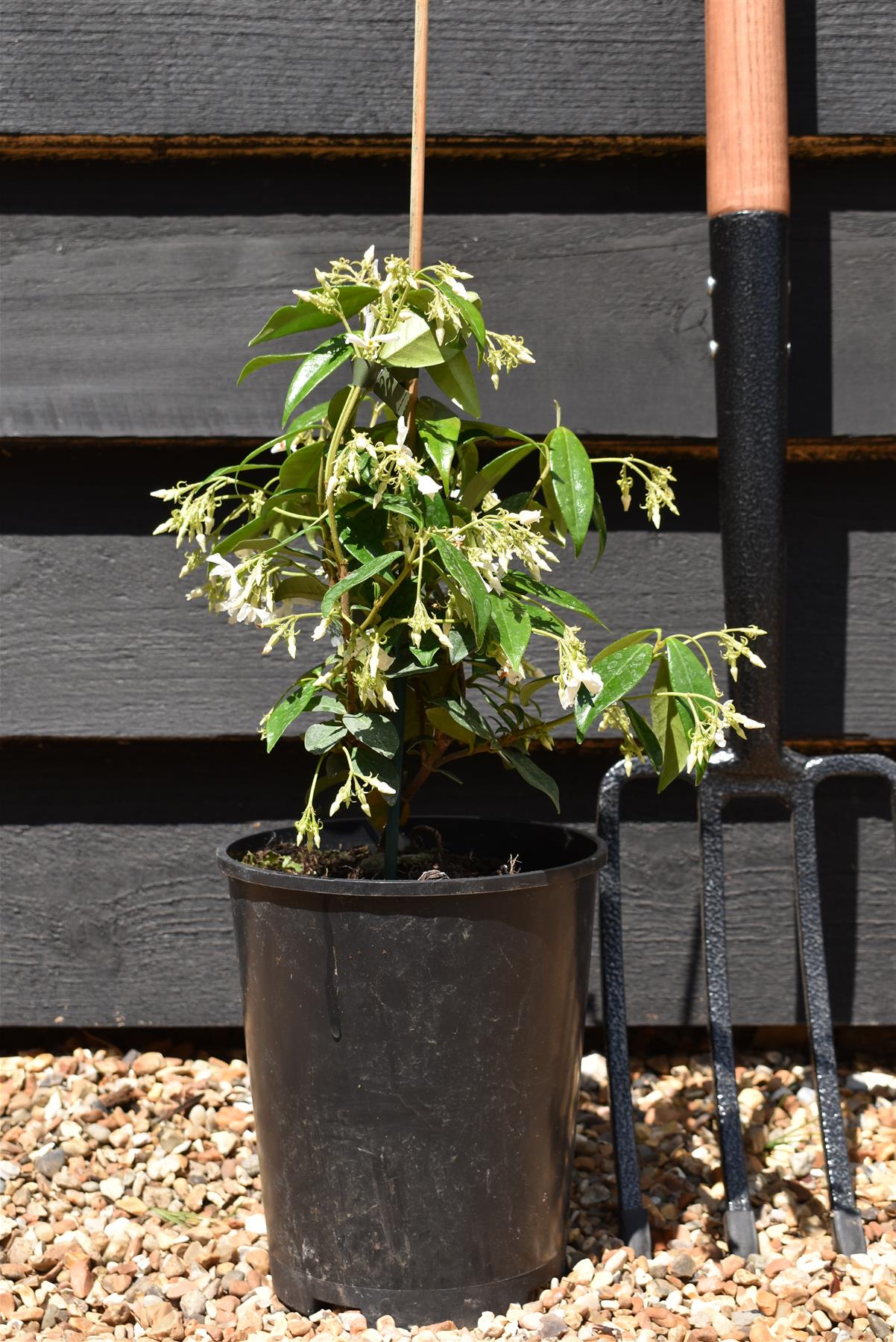 Trachelospermum Jasminoides - 15-25cm - 3lt