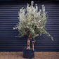 Olive Tree | Olea Europea - Specimen  - Forking branches - Height 250 -300 cm - 280lt