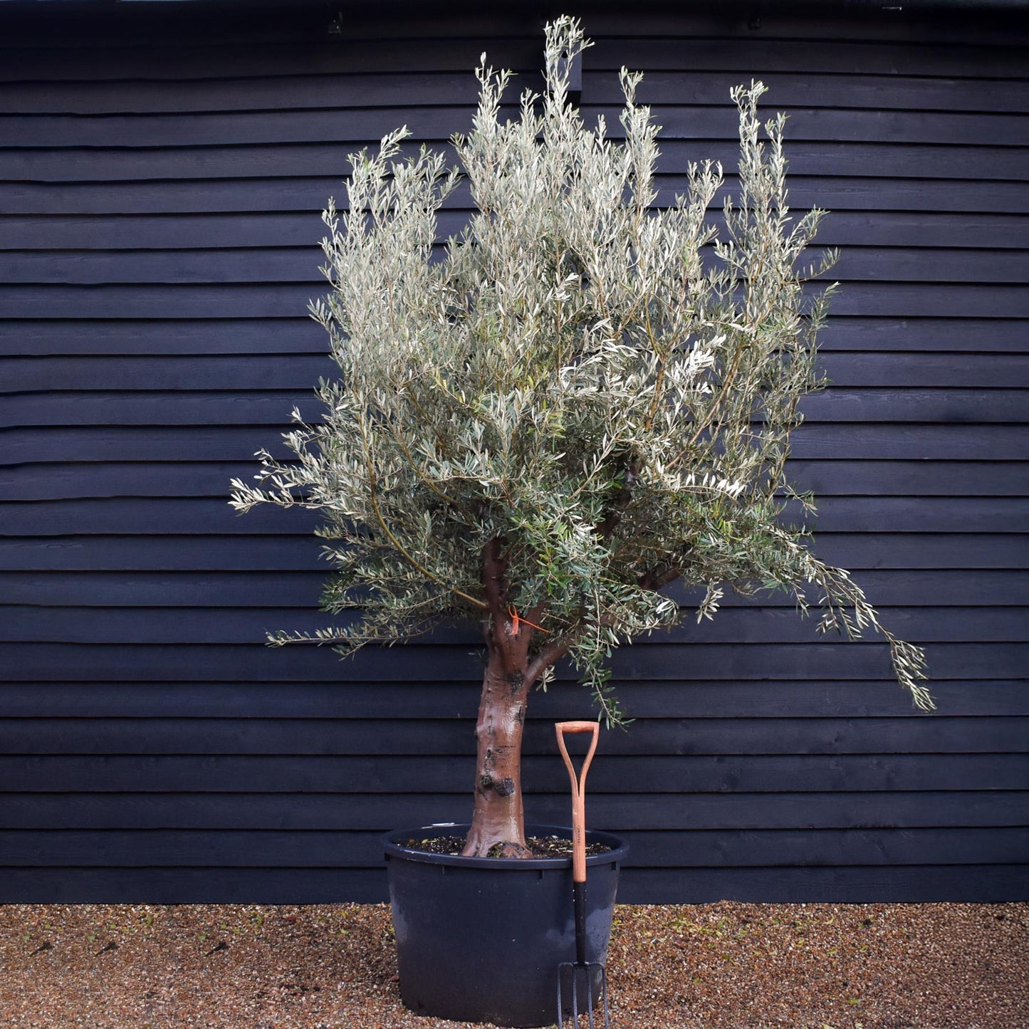 Olive Tree | Olea Europea - Specimen  - Forking branches - Height 250 -300 cm - 280lt