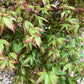 Acer palmatum 'Little Princess' | Japanese maple 'Little Princess' - 60-70cm - 15lt