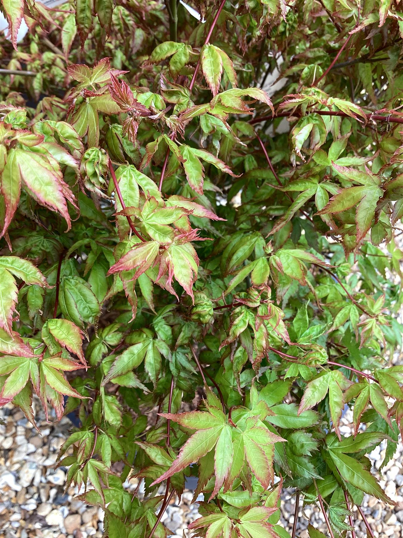 Acer palmatum 'Little Princess' | Japanese maple 'Little Princess' - 60-70cm - 15lt