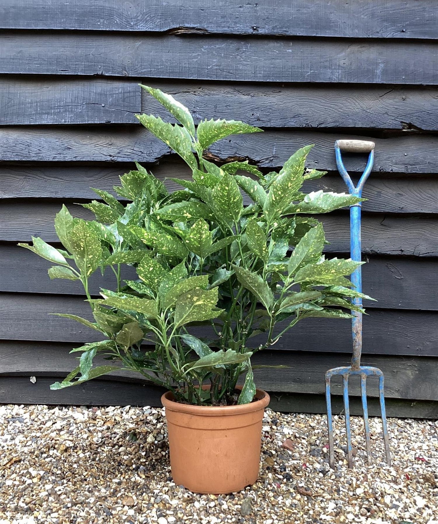 Aucuba japonica 'Variegata' | Spotted Laurel - Height 70-110cm - 10lt