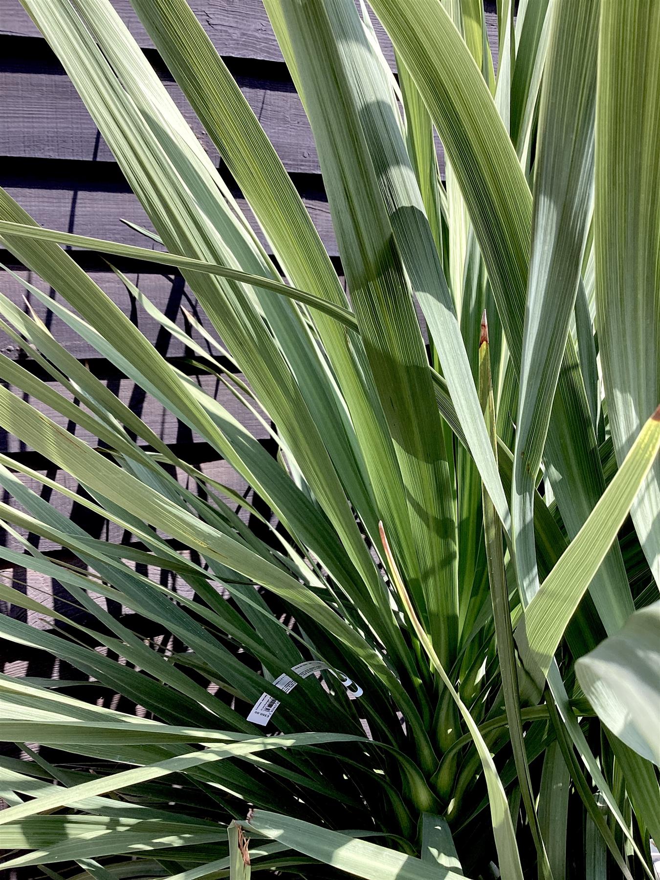 Cordyline australis (cabbage palm) | New Zealand Cabbage Palm - Bowl - Multistem x 3-4 - Stem 20-30cm - Height 110-130cm - 90lt