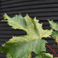 Acer Pseudoplatanus Simon Louie Frerers | Variegated sycamore 'Simon-Louis Frères' - 200-220cm - 12lt