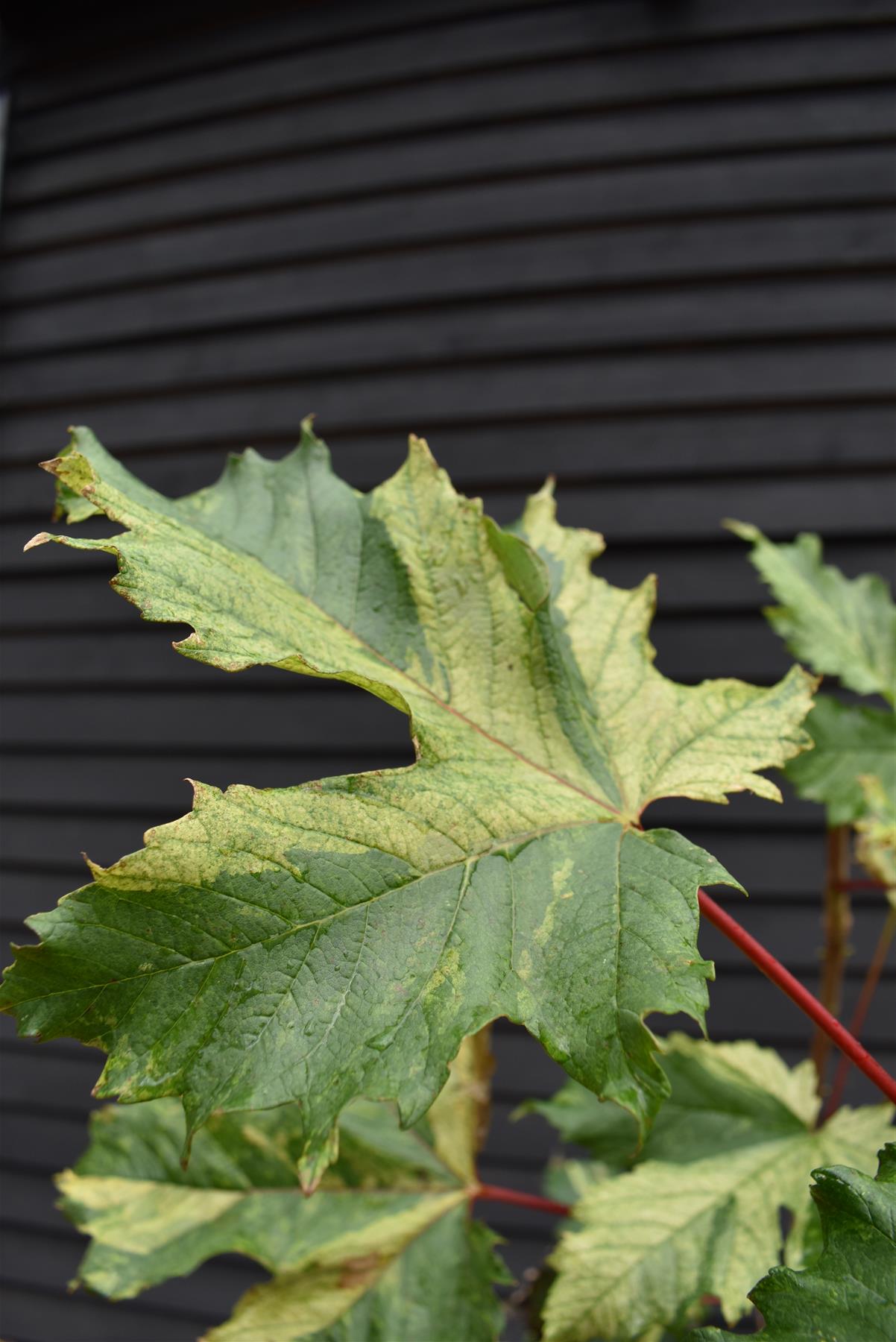 Acer Pseudoplatanus Simon Louie Frerers | Variegated sycamore 'Simon-Louis Frères' - 200-220cm - 12lt