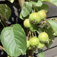 Malus 'Evereste' - Clear Stem - Standard - Girth 8-10cm - Height 320-340cm - 70lt