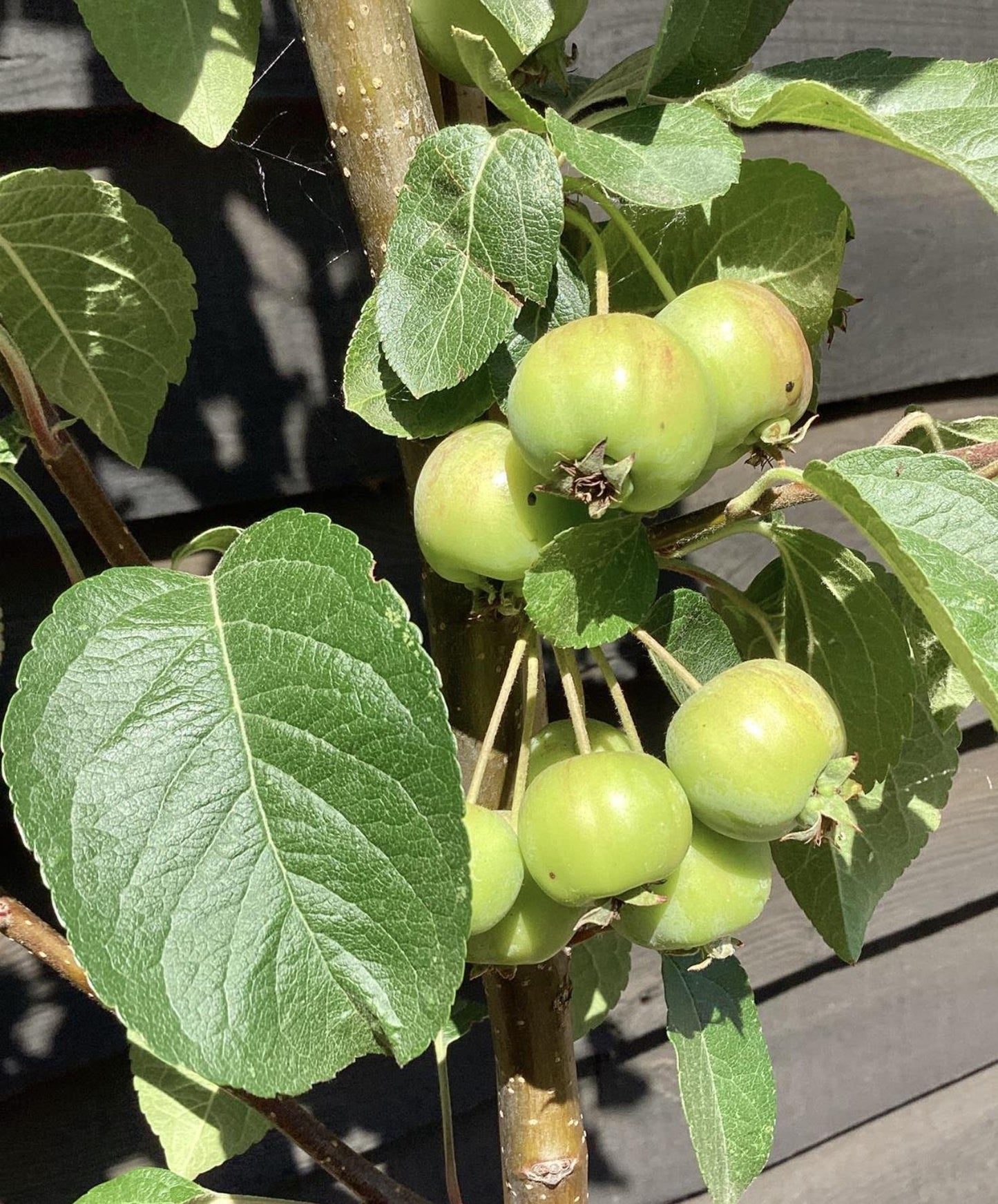 Malus 'Evereste' - Clear Stem - Standard - Girth 8-10cm - Height 320-340cm - 70lt