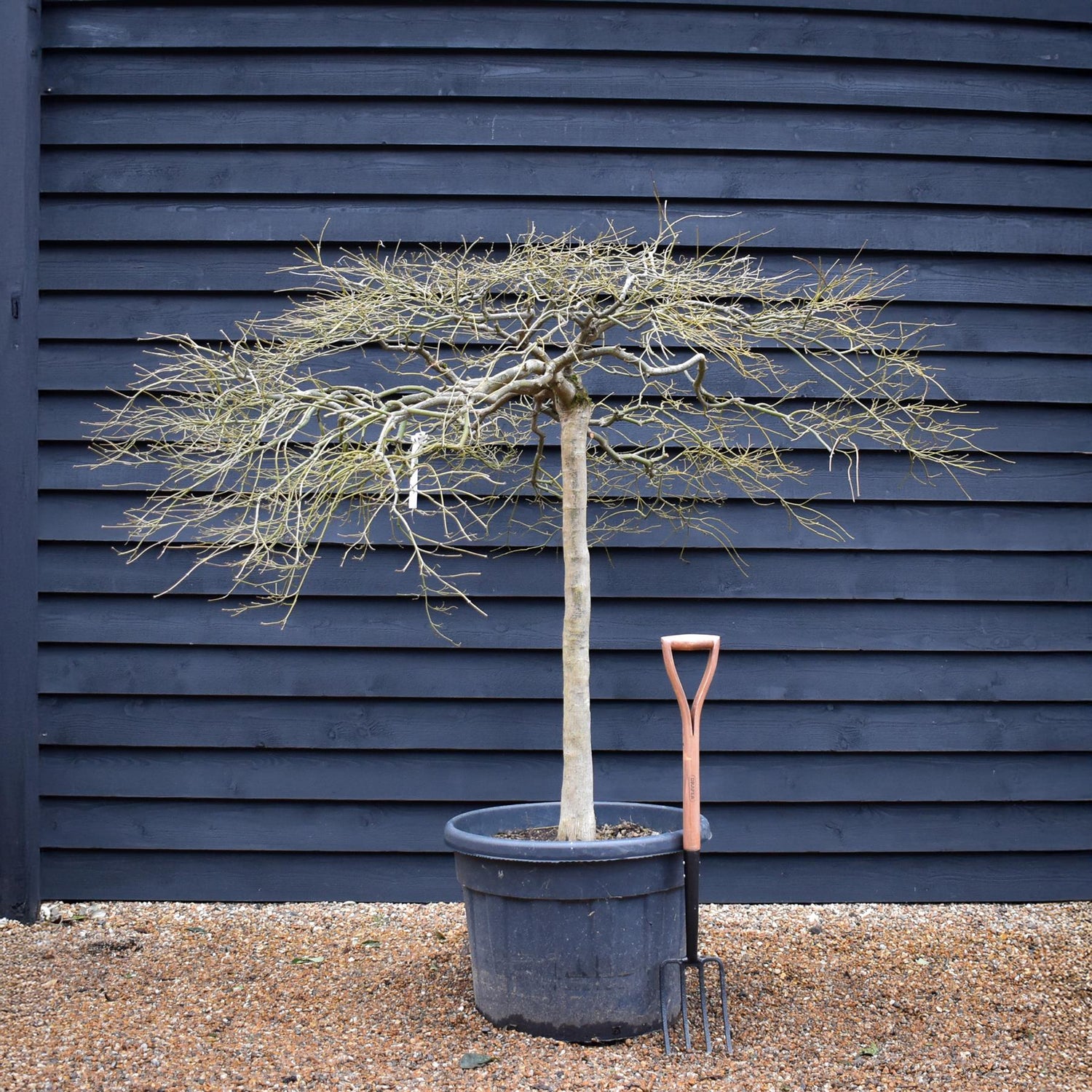 Acer palmatum dissectum | laceleaf Japanese maple - Clear Stem 100cm - Height 140-160cm - 110lt