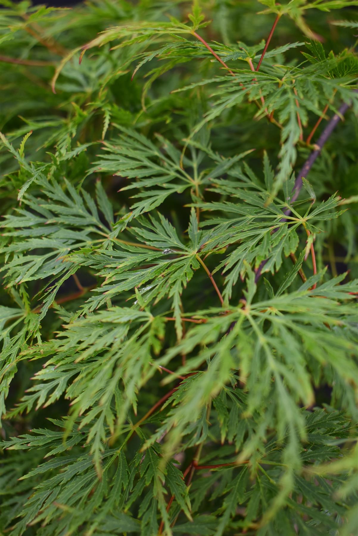 Acer palmatum 'Emerald Lace' | Japanese maple 'Emerald Lace' - 90-100cm - 15lt