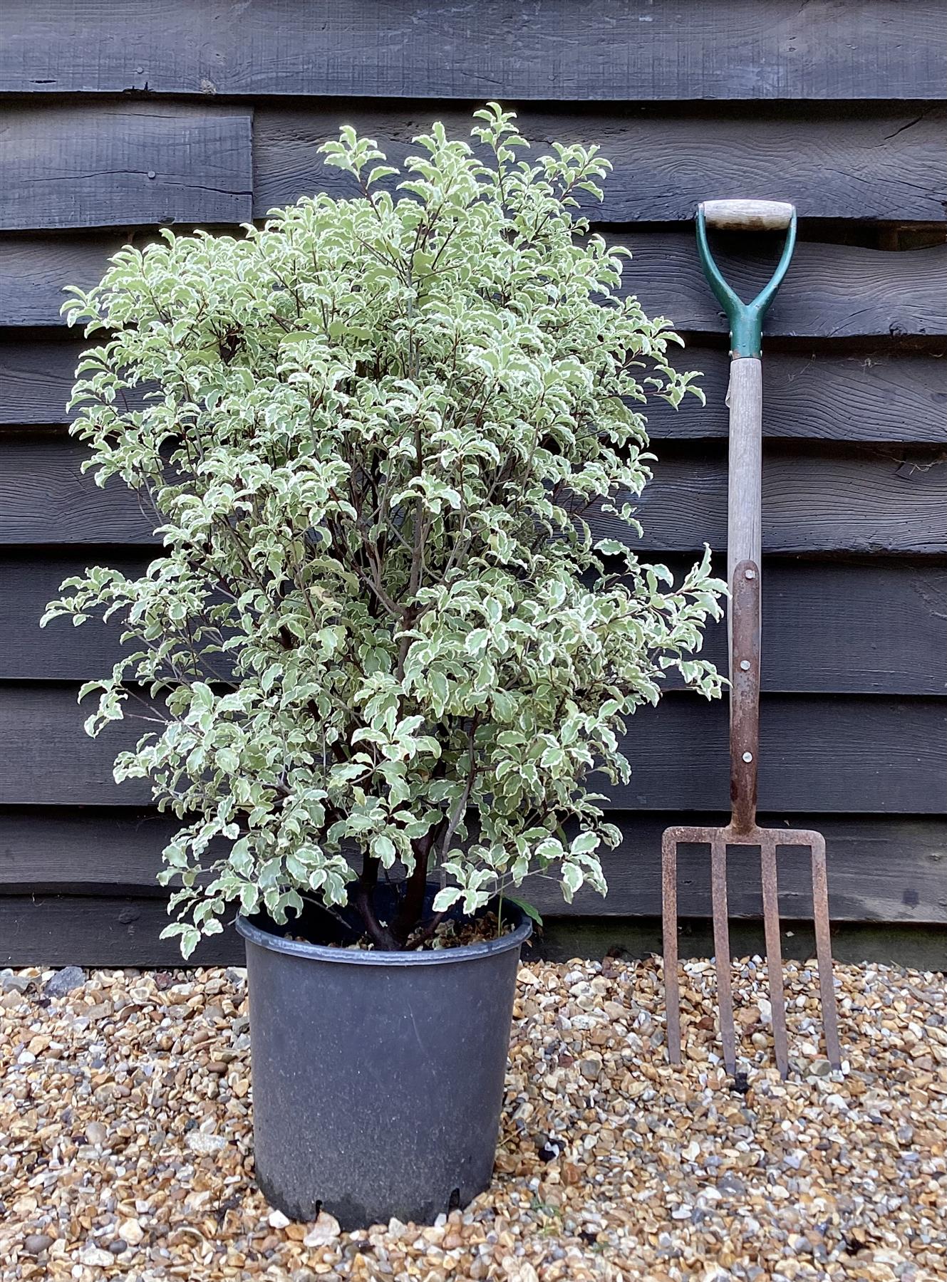 Pittosporum Variegatum - 40-60cm, 10lt