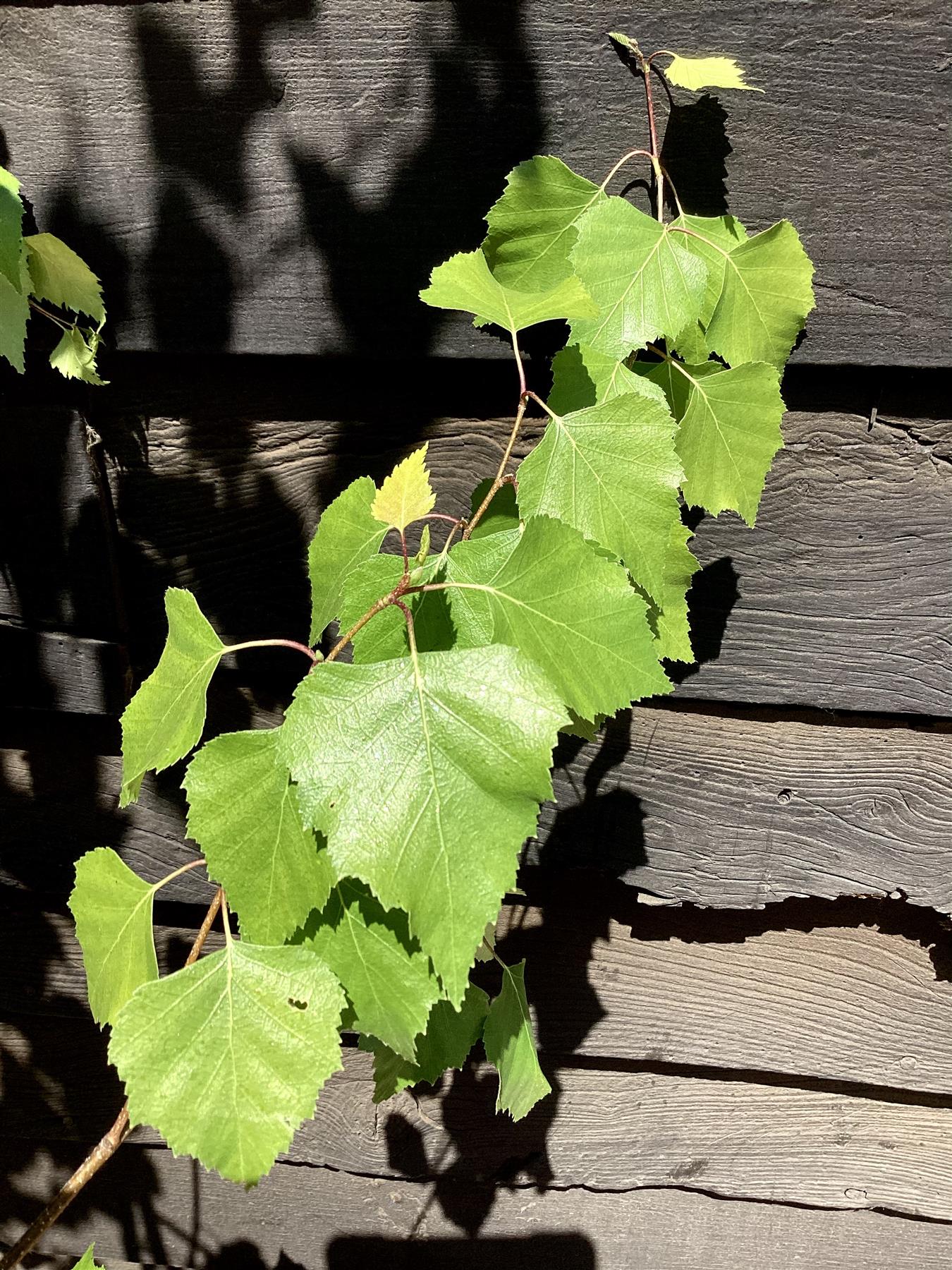 Betula pendula Golden Beauty | Golden Birch Tree 1/2 std Clear Stem - 150-180cm, 10lt