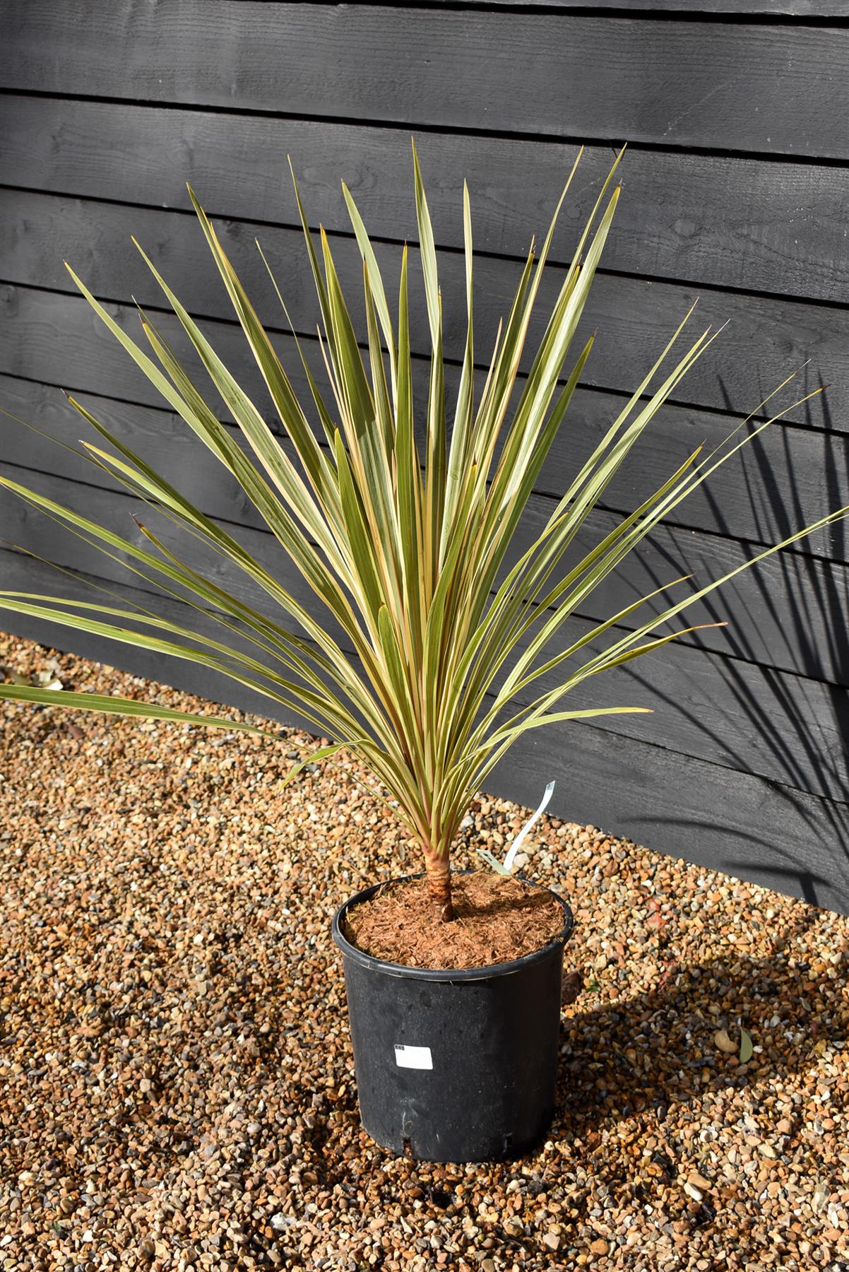 Cordyline - Torbay Dazzler - Stem 10cm - Height 70-80cm - 10lt