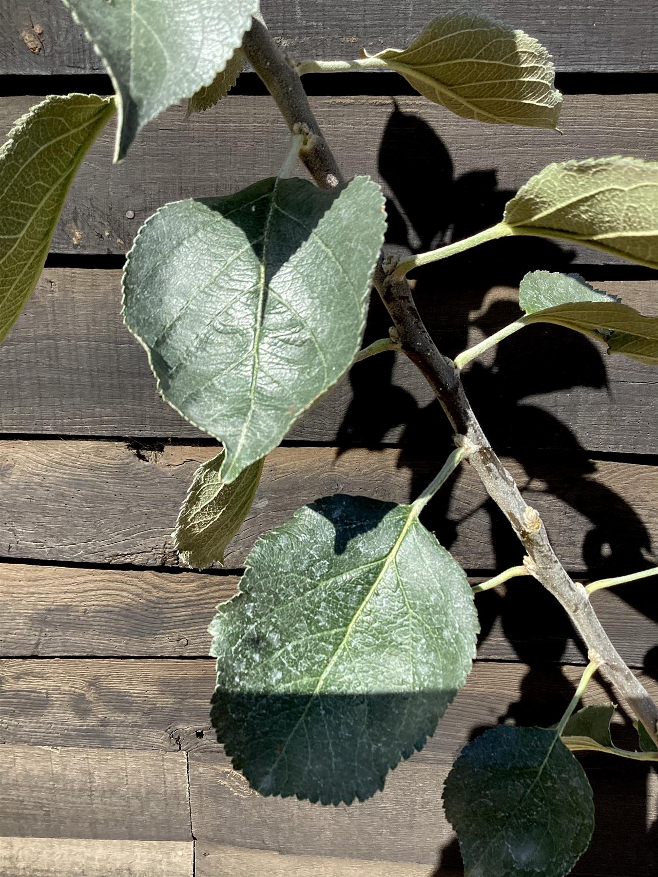 Apple tree 'Bramley's Seedling' | Malus domestica - MM106 - Ultra-Dwarfing - 130-140cm - 10lt