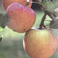 Apple tree 'Cox Orange Pippin' | Malus domestica - M26 - Dwarfing - 150-160cm - 10lt