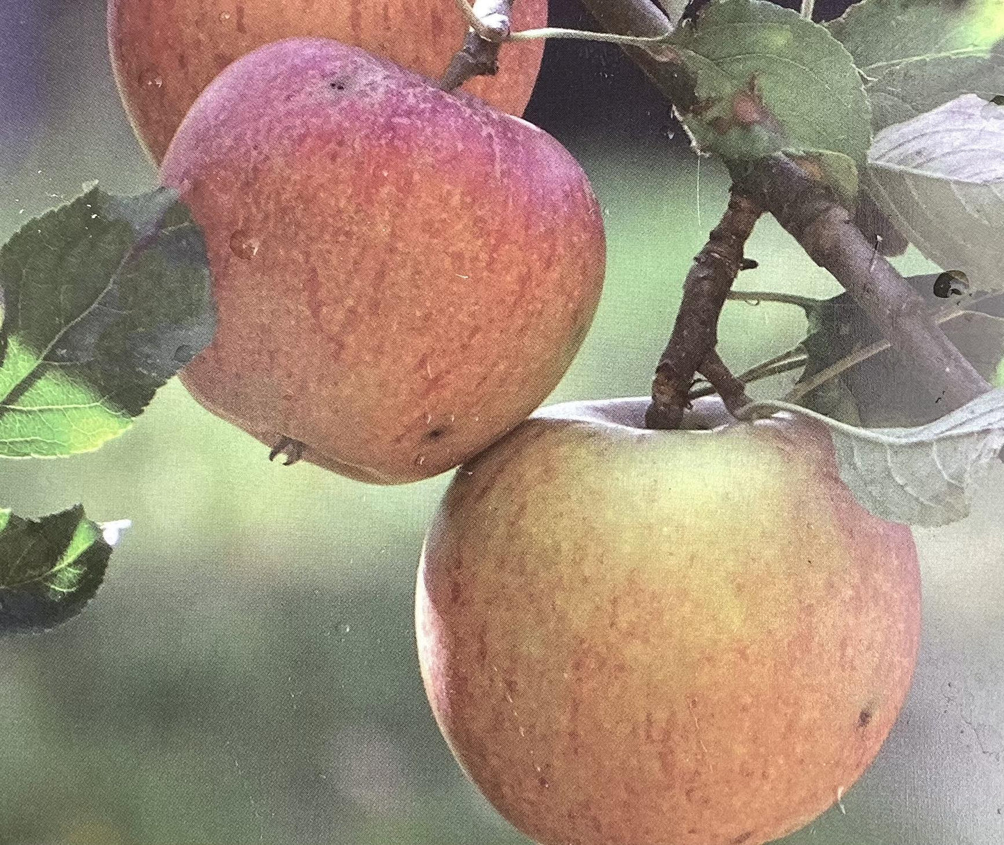 Apple tree 'Cox Orange Pippin' | Malus domestica - M26 - Dwarfing - 150-160cm - 10lt