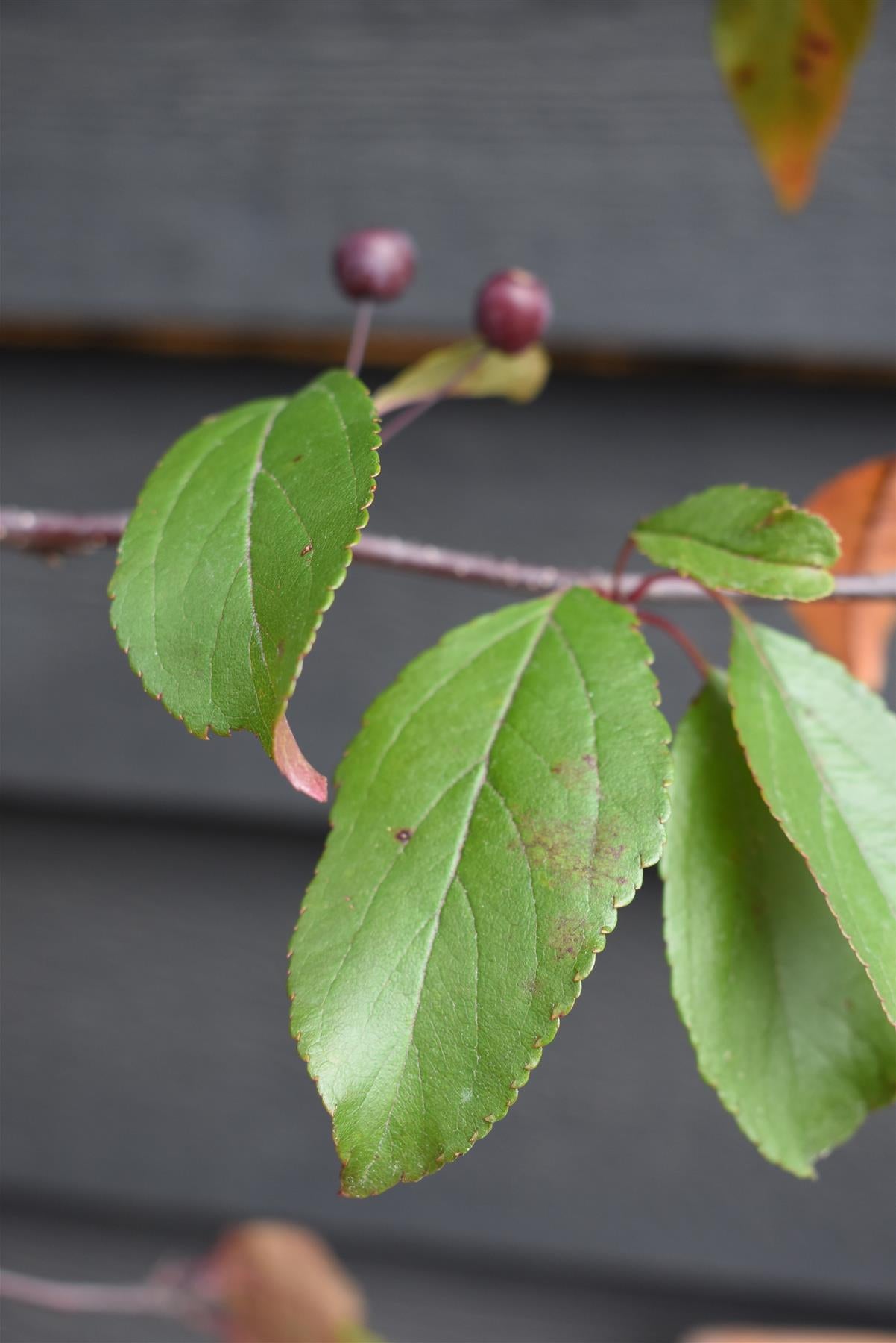 Malus Direktoer Moerland | Improved Profusion Crab Apple Tree, Height - 240-260cm, 20lt