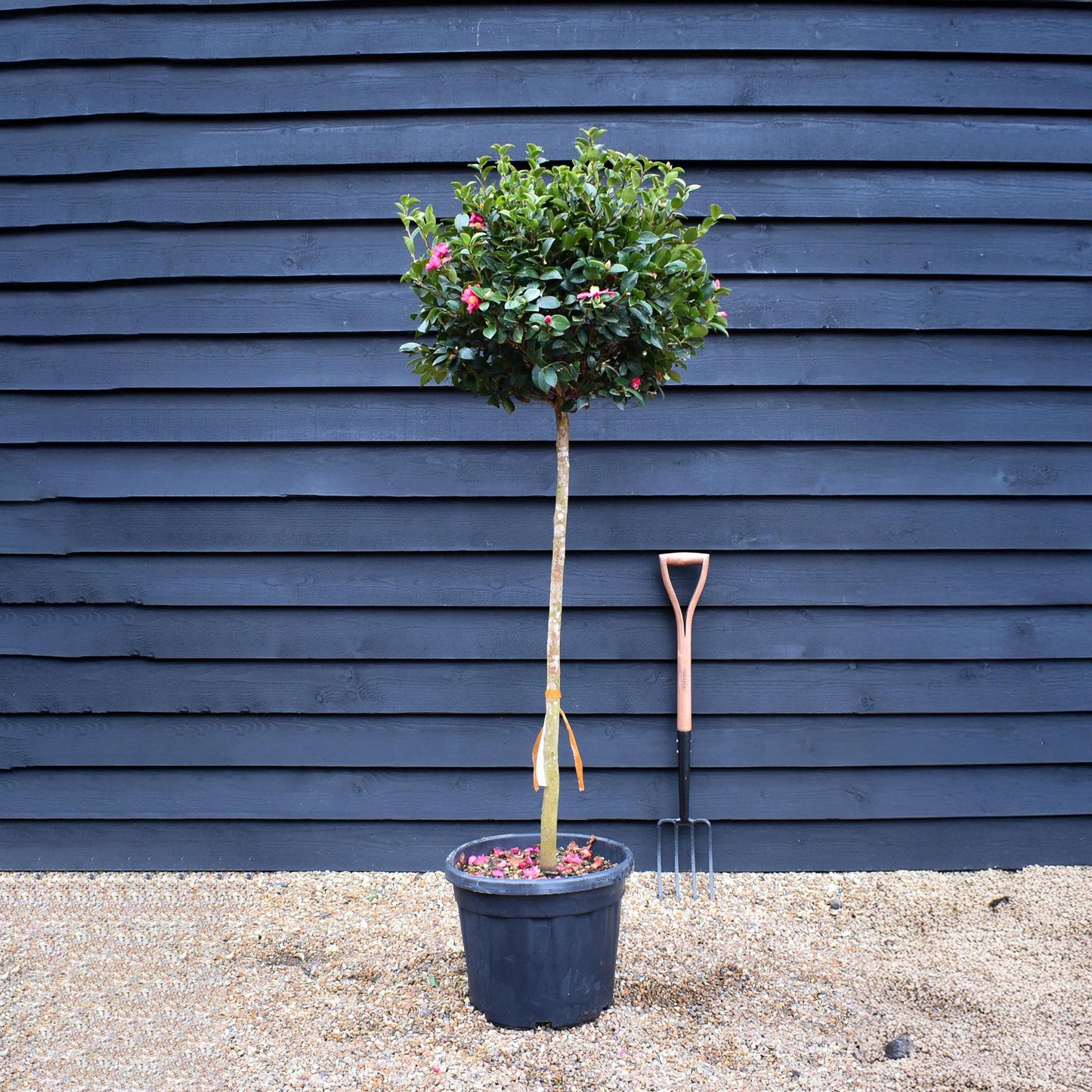 Camellia sasanqua - Pink Winter flowering - Cleopatra - Clear Stem 100cm -  Height 190cm - 35-40lt