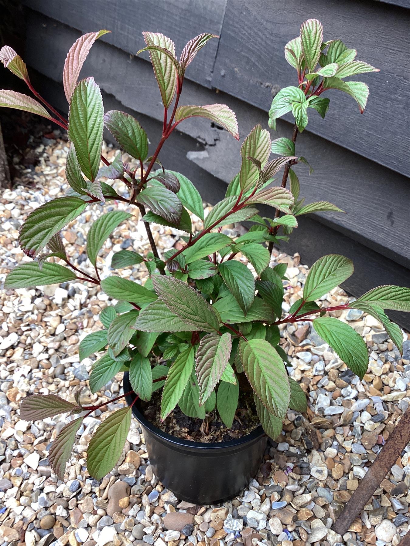 Viburnum bodnantense store dawn