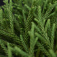 Cryptomeria japonica | Japanese cedar - Stem 40cm - 70cm - 15lt