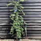 Cotoneaster 'Hybridus Pendulus' | Weeping Cotoneaster - 150-180cm, 10lt