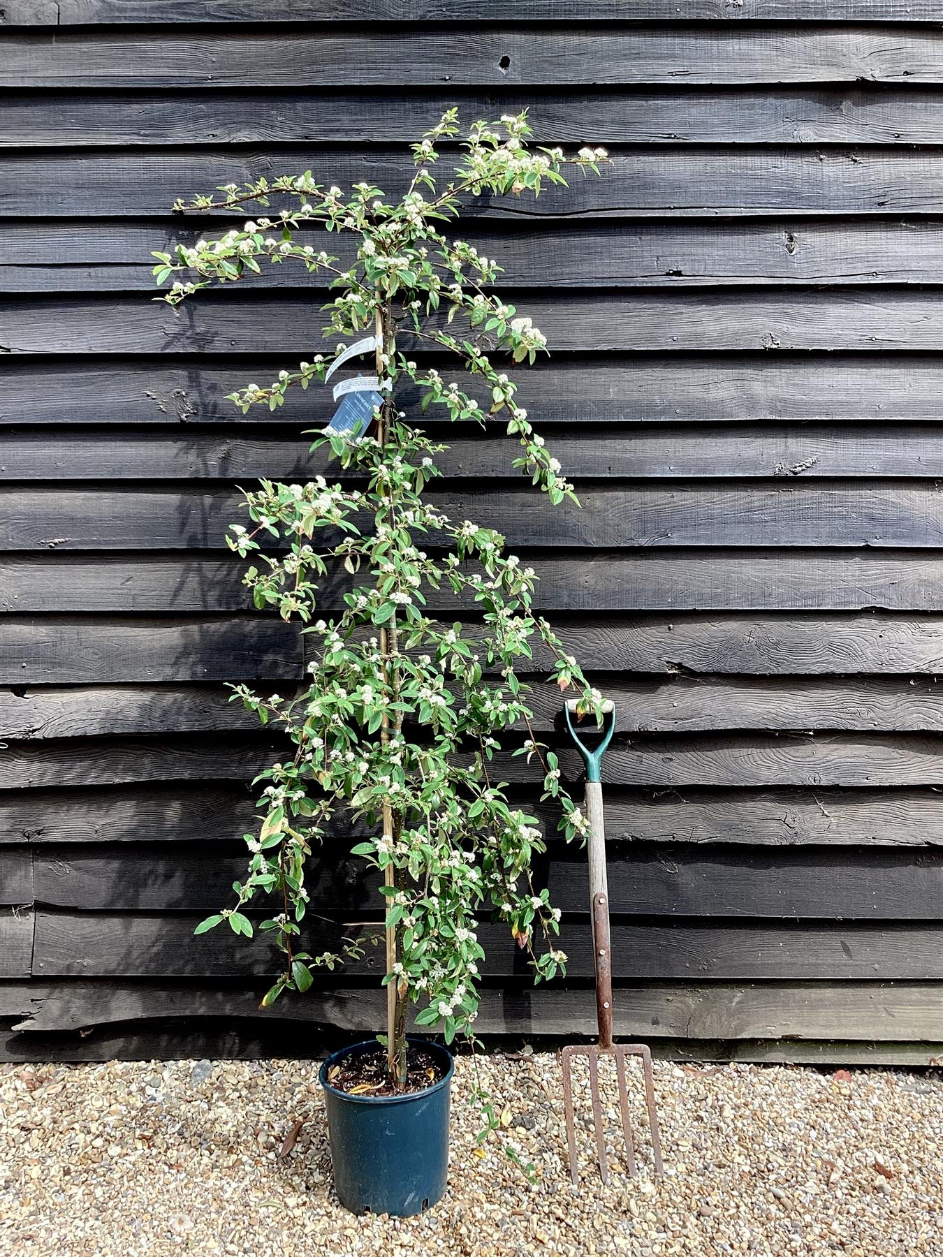 Cotoneaster 'Hybridus Pendulus' | Weeping Cotoneaster - 150-180cm, 10lt