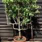 Apple tree 'Golden Delicious' Candelabra| Malus domestica - 120-150cm - 45lt