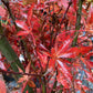 Japanese maple 'Skeeter's Broom' | Acer palmatum - Clear Stem 90cm - Height 180-220cm - 35lt