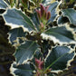 Ilex aquifolium 'Argentea Marginata' | Silver-Margined Holly - Clear Stem -  Height 150-160cm - 45lt