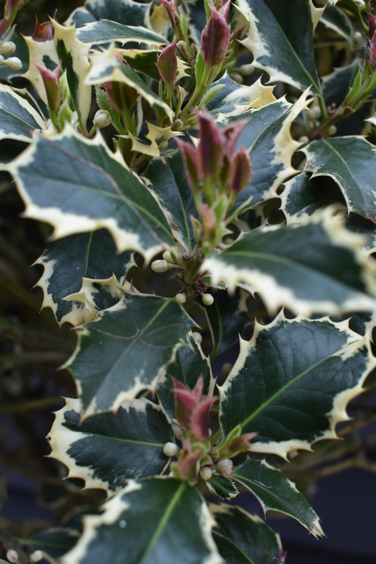 Ilex aquifolium 'Argentea Marginata' | Silver-Margined Holly - Clear Stem -  Height 150-160cm - 45lt