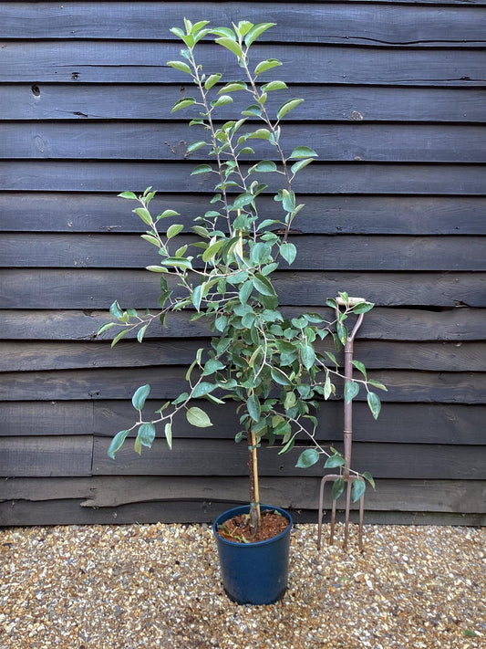 Apple tree 'Braeburn' | Malus domestica - M26 - Dwarfing - 150-160cm - 10lt